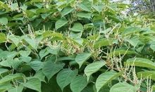 拔掉心灵上的杂草