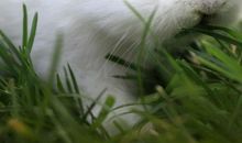 我最喜欢的动物小白兔