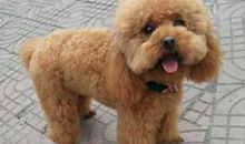 我最喜欢泰迪狗