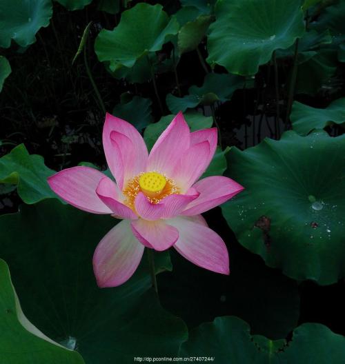 雨中的莲花