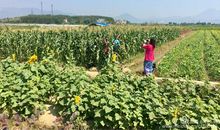 美丽乡村游——梅里柿子丰收节