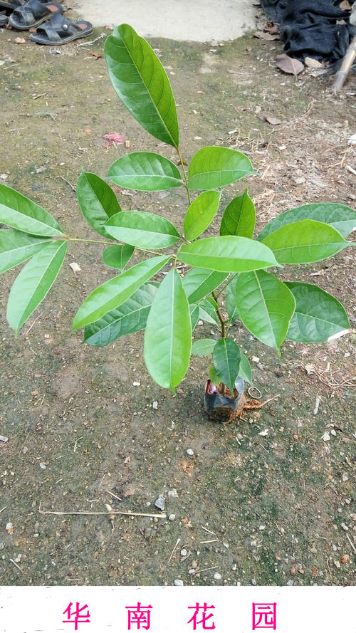 我是红木苗