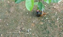 我是一棵桃花心木苗