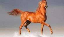 我想有一颗骏马般的心