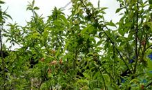 我家后院的桃树