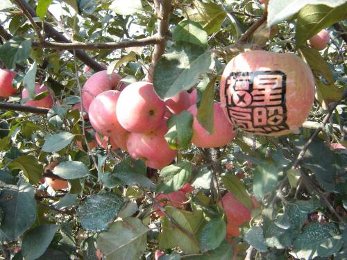 第一次采苹果
