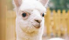 我观察到的小动物