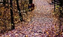 落叶纷纷亦是美