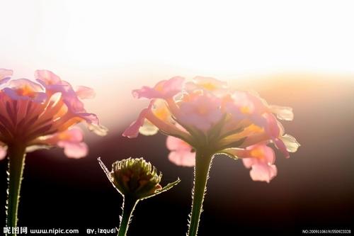 花在眼泪