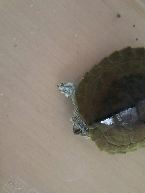 乌龟的名片