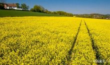 那片金黄的油菜花