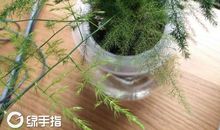 文竹给我的启示