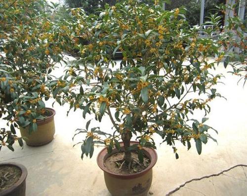 奶奶的桂花树