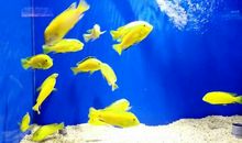 走在鱼儿的思想里