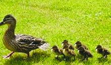 母鸭救子