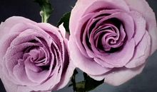 人与花心各自香