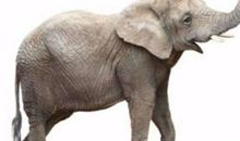 《大象恩仇记》封面故事