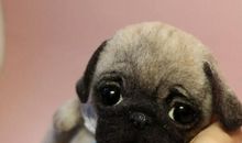 我观察的小动物