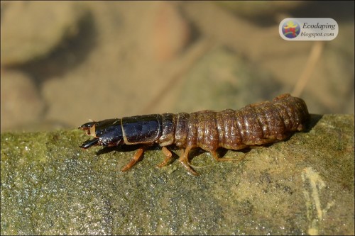 在小河中发现