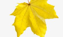 藏进梧桐树的秋天