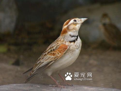 哭百灵