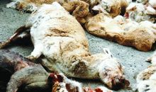 最后一只藏羚羊读后感