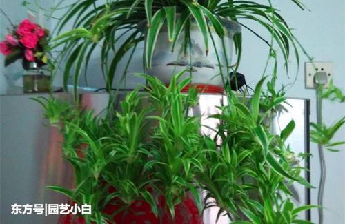 顽强的蜘蛛植物