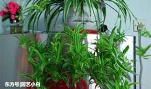 生命力顽强的吊兰