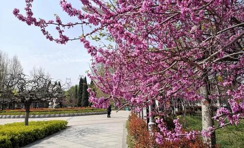 春天的阳公园