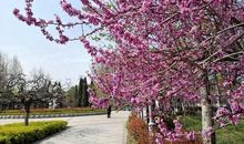 春天的濮阳公园