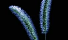 草的无闻、顽强