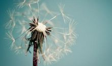 最后一颗蒲公英种子