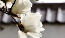 细品人生路上的旖旎芬芳