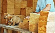 感受古法造纸传承文化遗产