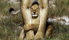 我的“狮子”妈妈