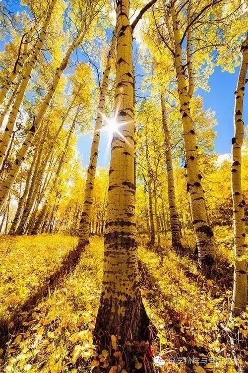 世界上最美丽的是青秋
