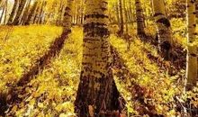 人间最美是清秋