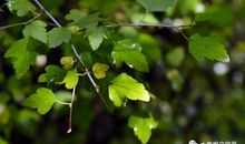 一片黄叶渐飘零