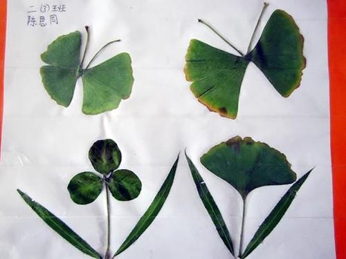 做树叶贴纸