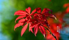 腾飞的东方巨龙