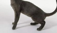 我观察的一只动物