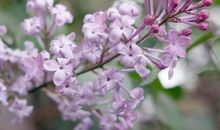 与丁香相遇的那一刻