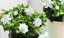 我跟妈妈学种花