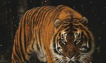 东北虎最后的梦想