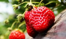美丽的草莓