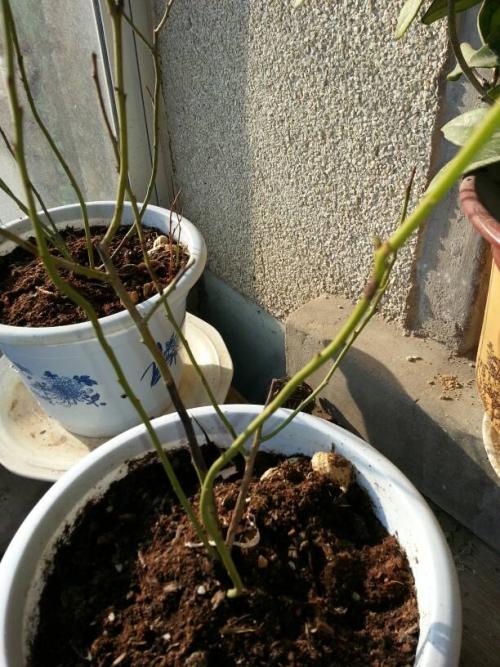 那是我，风雨中的幼苗