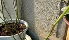 那就是我，一株风雨中的小苗