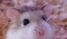 养小仓鼠