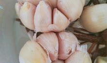 大蒜的成长日记