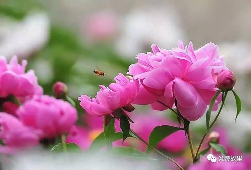 花在中庭绽放